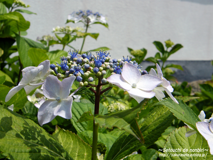 持光寺の紫陽花　＃３_c0120976_1164117.jpg