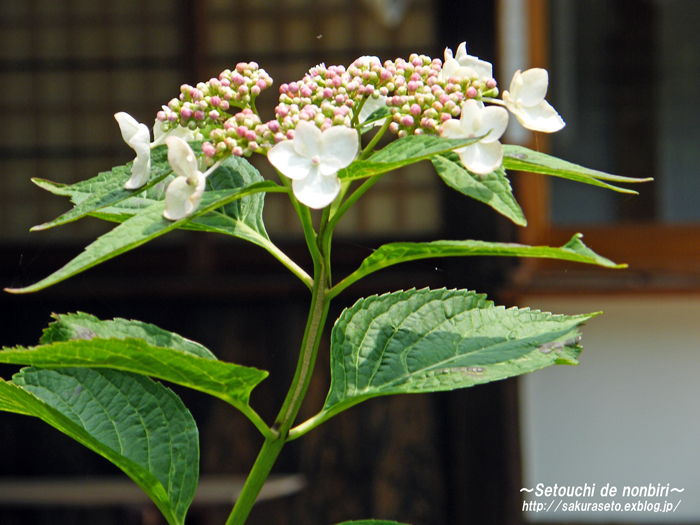 持光寺の紫陽花　＃３_c0120976_11791.jpg