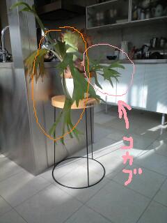 ☆ビカクシダ 株分けの方法 : ケセラセラ~家とGREEN。 ☆ビカクシダ 株分けの方法 : ケセラセラ~家とGREEN。