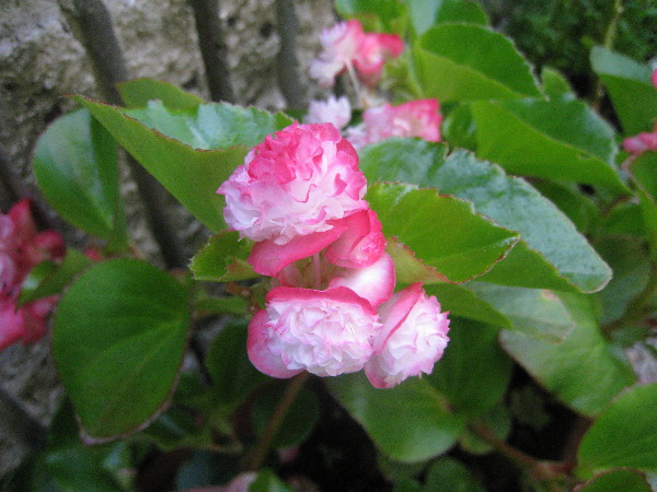 c0132387_1885730.jpg