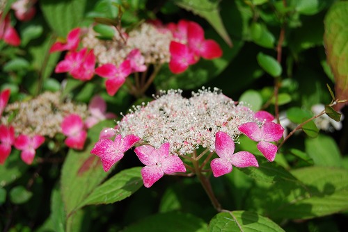 c0124100_834634.jpg