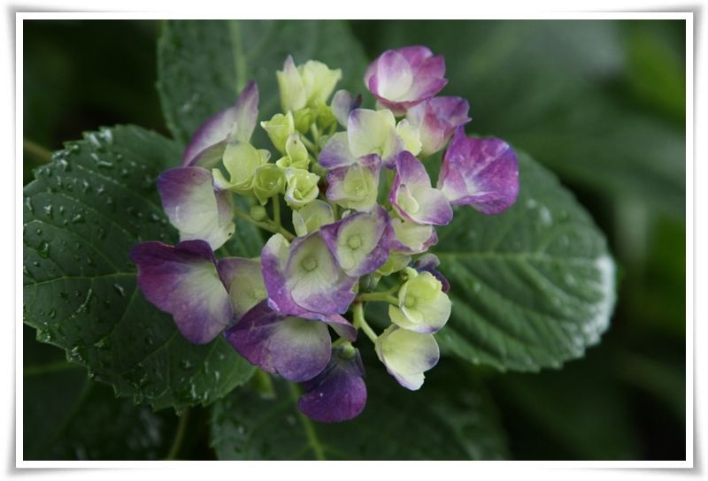 雨にしっとり　紫陽花の花_a0057905_18303026.jpg