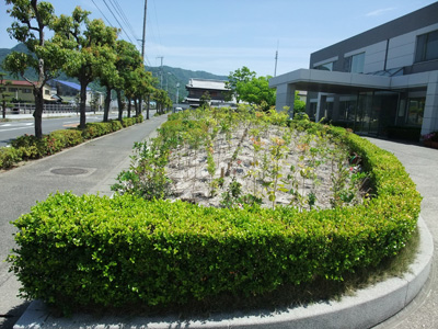 植樹のその後（No6）_b0186205_23374336.jpg