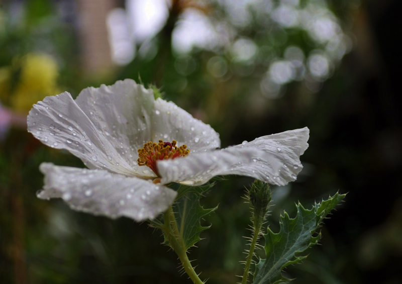 梅雨の庭で・・・。_b0180709_205043.jpg