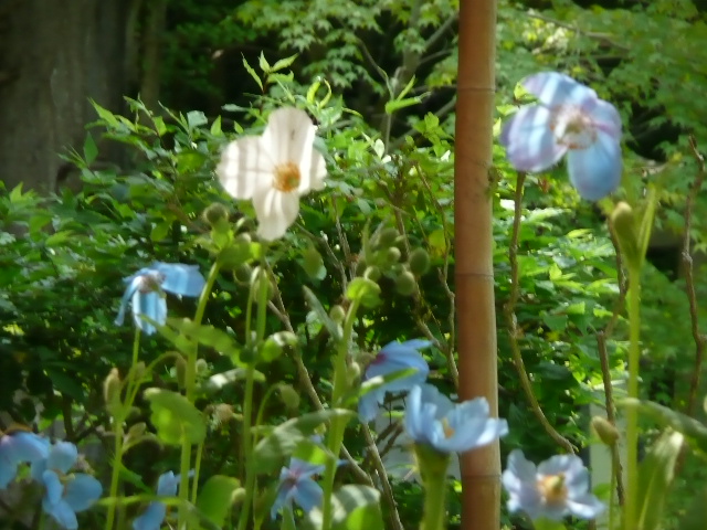 花巡り　上三依水生植物園へ_b0116313_22341789.jpg