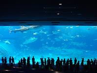沖縄美ら海水族館_e0184224_8381511.jpg
