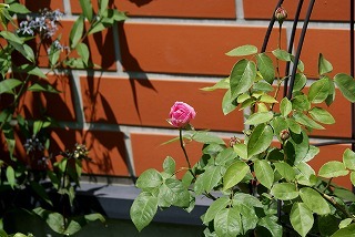 f0170524_12585449.jpg