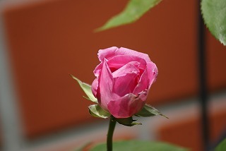 f0170524_1320991.jpg