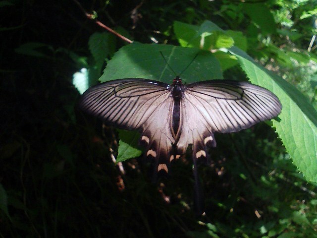 2010/06/12　高柄山_b0184725_13242748.jpg