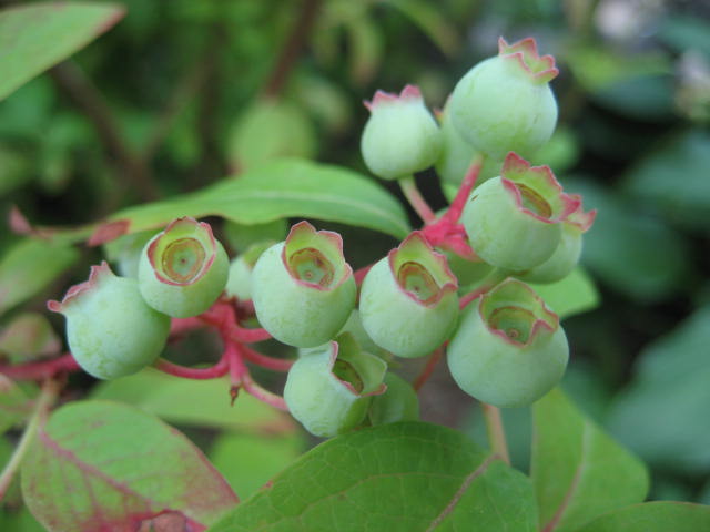 b0166435_2036466.jpg