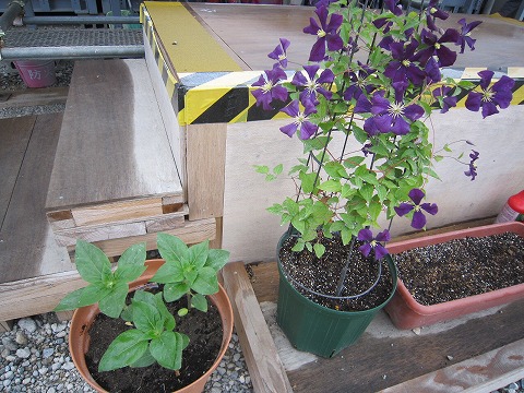 e0051142_20342636.jpg