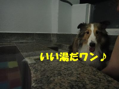 犬もどっぷり草津温泉～！_e0195743_2434867.jpg