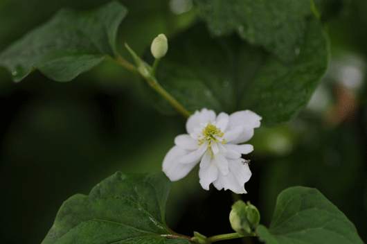 c0093046_6543156.gif