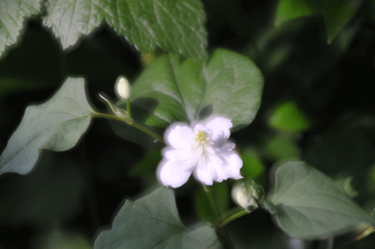 c0093046_655383.gif