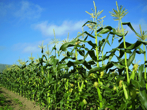 b0046050_1855357.gif