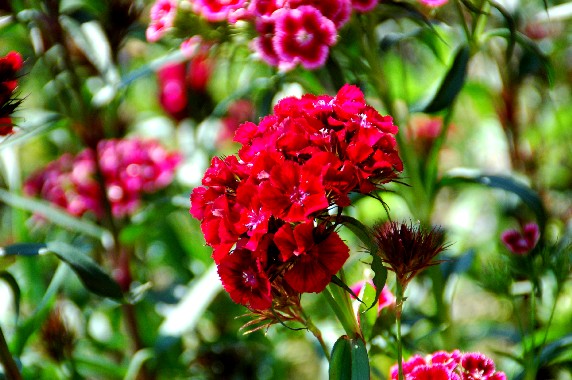 　　和歌山県植物公園緑花センター　_b0093754_23574048.jpg