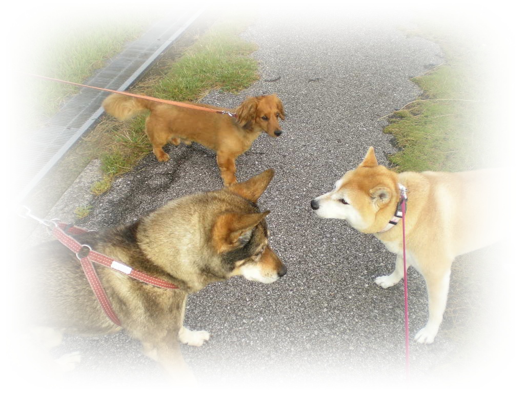 2010年6月15日(火)日本一勝!カメルーンルン!_f0060461_9134380.jpg