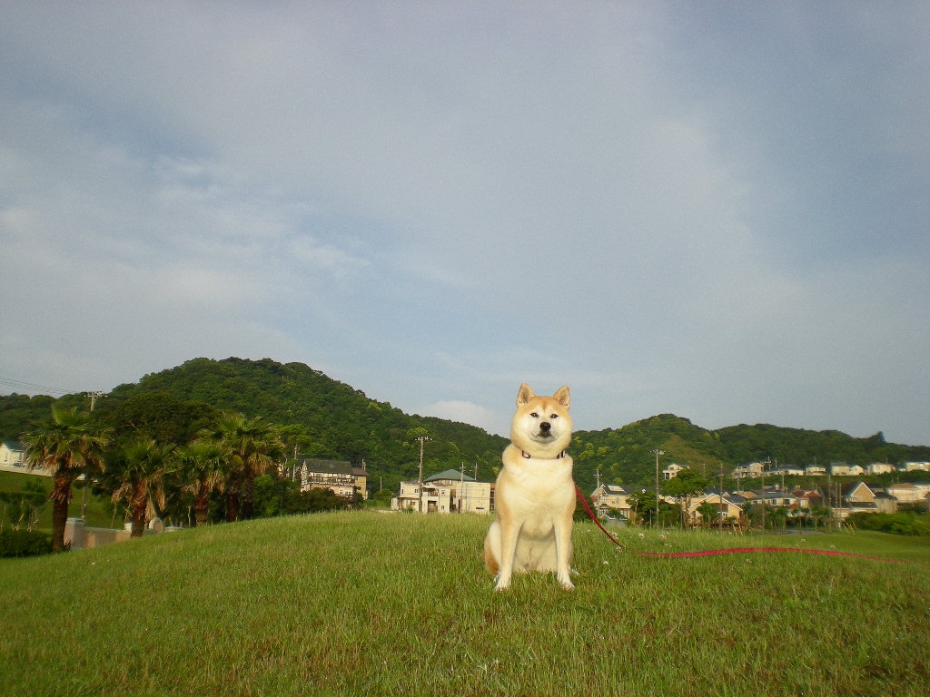 2010年6月15日(火)日本一勝!カメルーンルン!_f0060461_975967.jpg