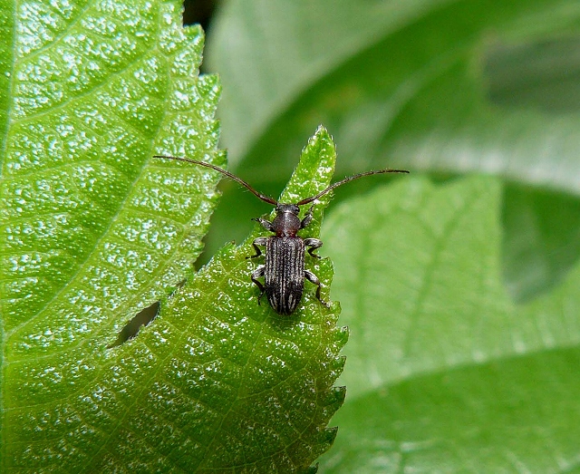 小さい＝カミキリ＝・・・「アトモンマルケシカミキリ」 : 蝶