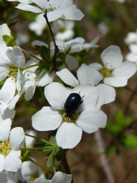 若桜友苑のユキヤナギNO2_d0042474_15314213.jpg