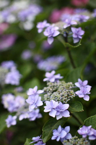 堀切菖蒲園、紫陽花小道_d0110380_23372183.jpg