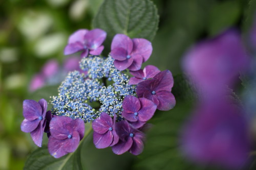 堀切菖蒲園、紫陽花小道_d0110380_2341012.jpg