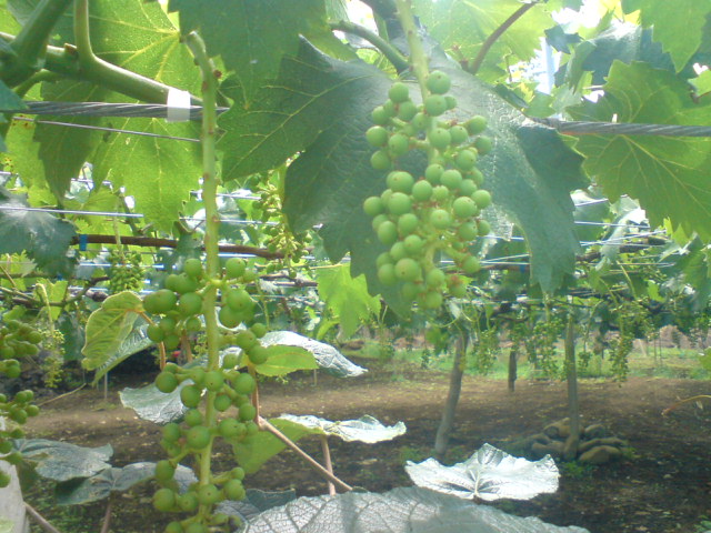 c0113585_2159518.jpg