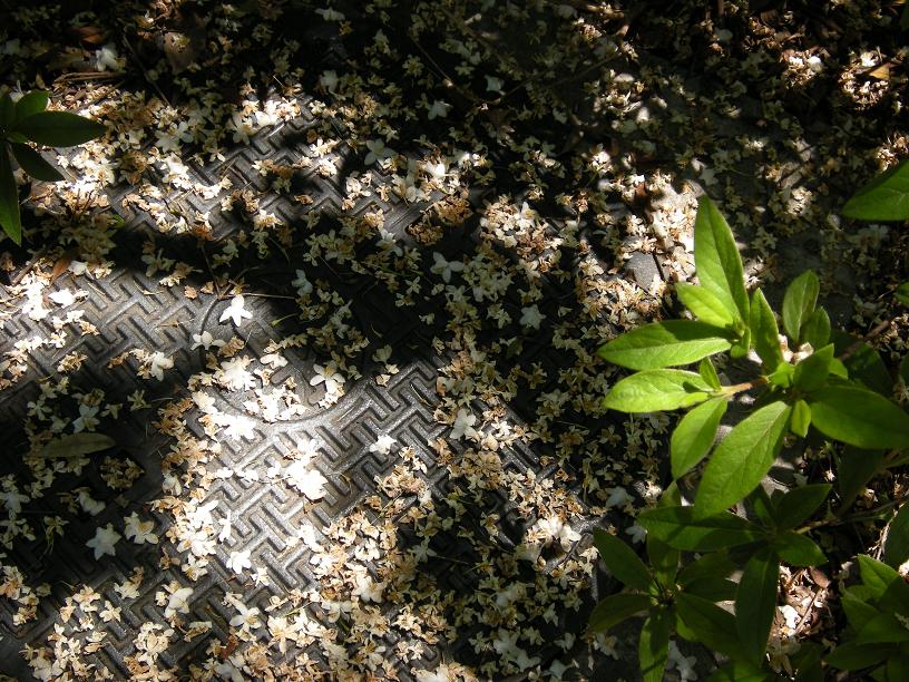 f0063887_23242966.jpg