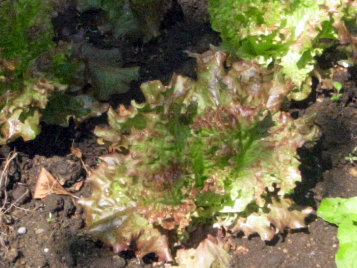 b0142688_93829.jpg