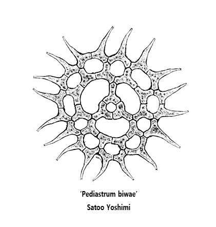 ホソビワクンショウモ 虫のイラスト ぼくらもみんな生きている