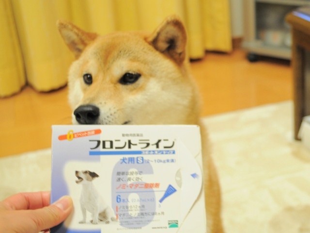 シャンプーの後は・・・_a0126590_20373836.jpg