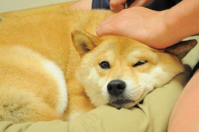 シャンプーの後は・・・_a0126590_2039365.jpg