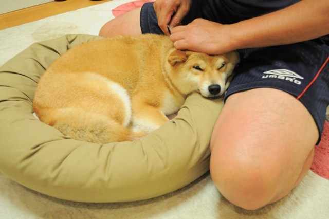 シャンプーの後は・・・_a0126590_2039619.jpg