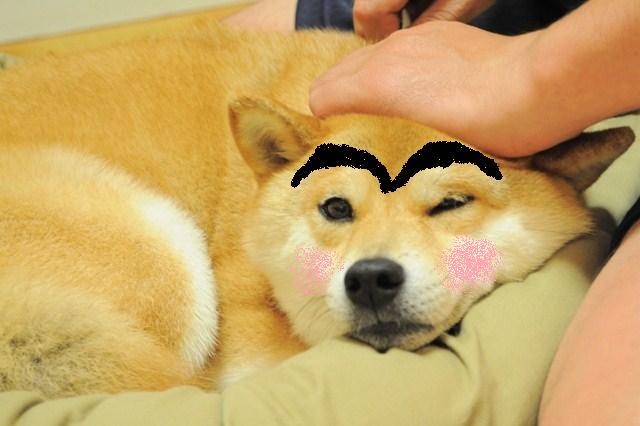 シャンプーの後は・・・_a0126590_2317595.jpg