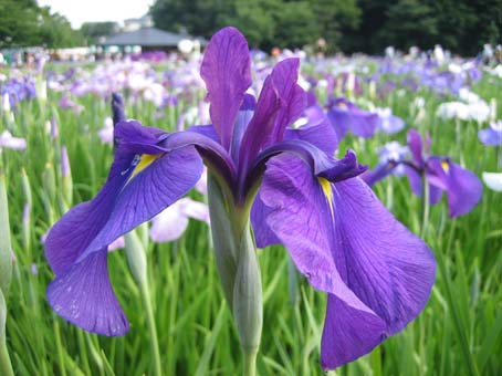 北山公園の菖蒲まつり_c0004193_1441457.jpg