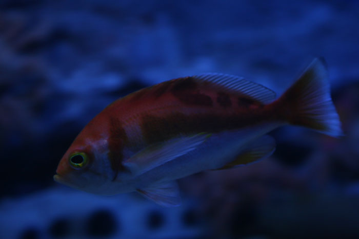 アカイサキ♀_a0012103_727243.jpg
