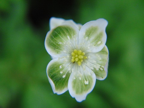 上高地の花たち_a0117305_23142218.jpg