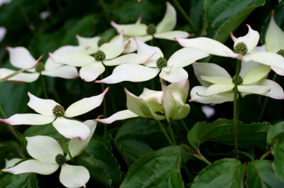 ヤマボウシ開花　　2010・6・16（水）_f0041606_19122979.jpg