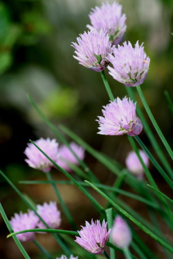 ヤマボウシ開花　　2010・6・16（水）_f0041606_19132129.jpg