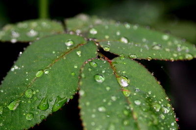 ヤマボウシ開花　　2010・6・16（水）_f0041606_19381993.jpg