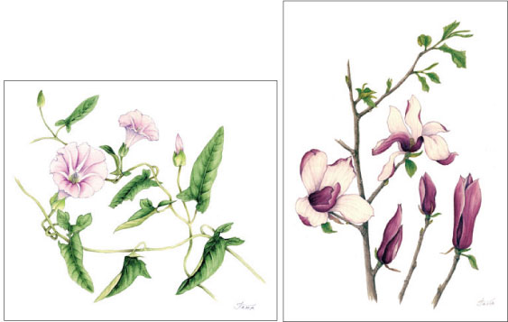 第4回植物画教室作品展 : ボタニカルアート～四季折々～