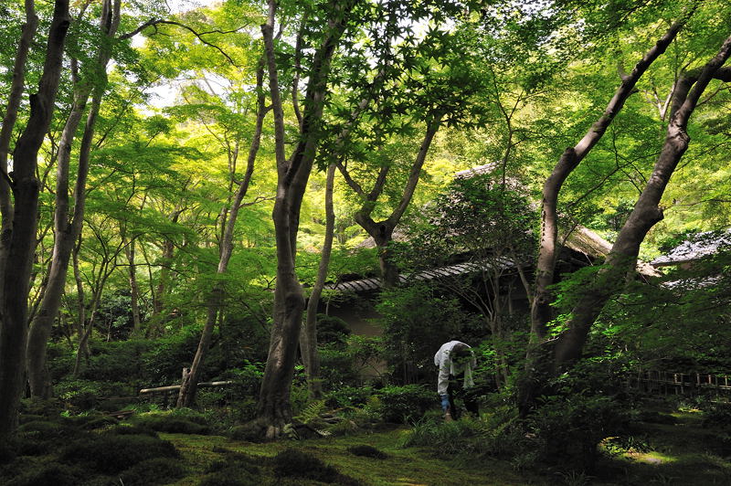 緑萌ゆる頃・祇王寺編　其の二_f0032011_1991294.jpg
