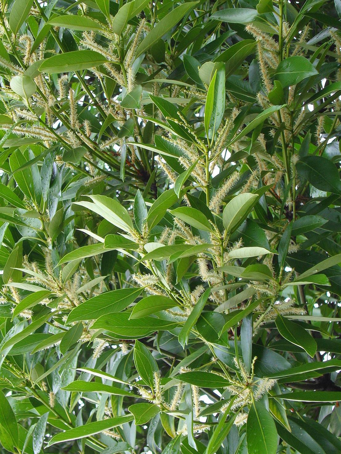 馬刀葉椎 マテバシイ の花咲く 椿壽菴だより