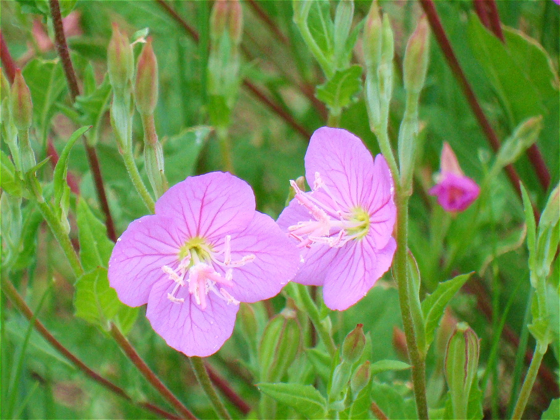 赤花夕化粧 アカバナユウゲショウ 椿壽菴だより 赤花夕化粧 アカバナユウゲショウ 椿壽菴だより