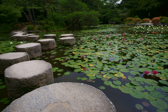 平安神宮神苑の花菖蒲_e0177413_2329784.jpg