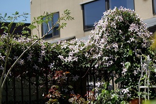 f0170524_1553423.jpg