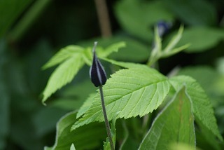 f0170524_1559016.jpg
