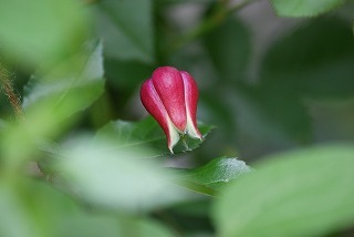 f0170524_15591244.jpg