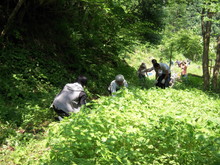 もやい生き生き渓流公園の整備活動(その1)_e0061225_13414832.jpg