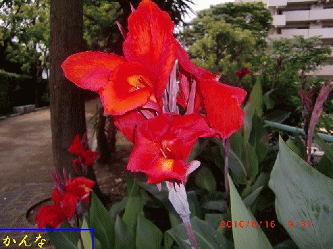 初夏の花々　　　　　　　　　　　　　　　　　　　　　　　　　　渡辺　浩_b0012636_13182446.gif